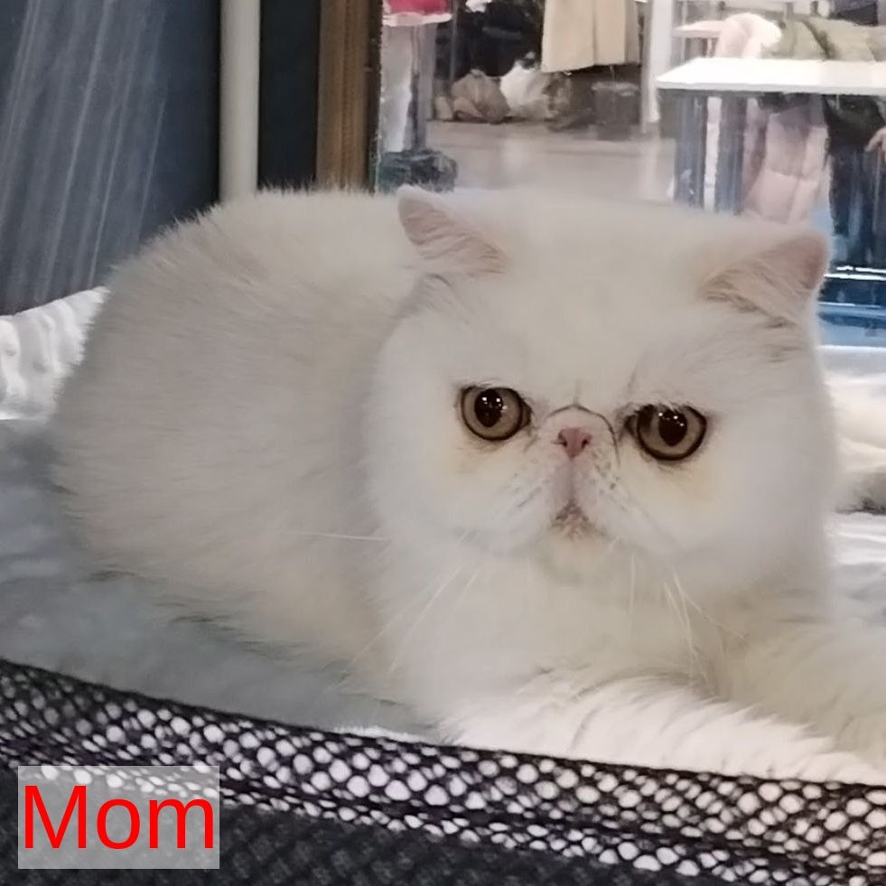 Holly Persian female, white