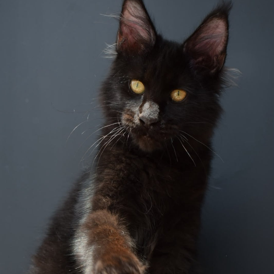 Aristocrat Maine Coon male, black