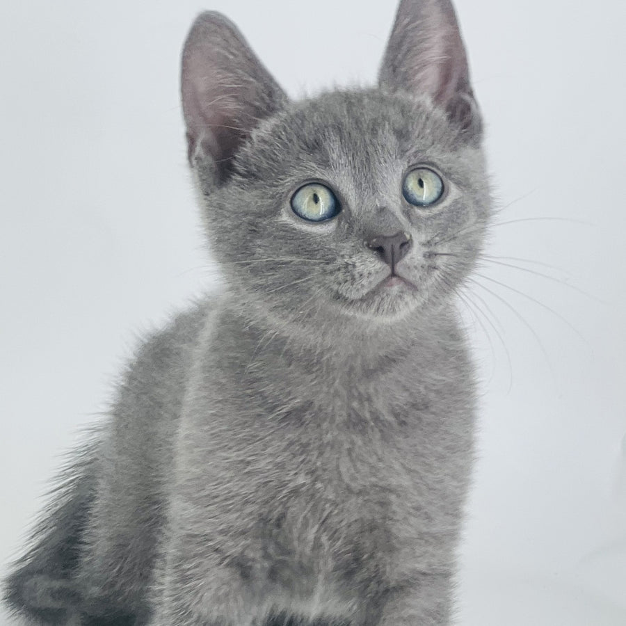 Archie Russian Blue male, blue