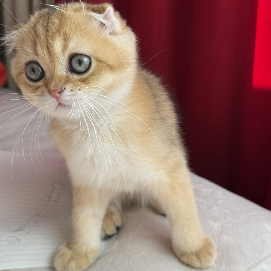 Elvis Scottish Fold male, black golden shaded