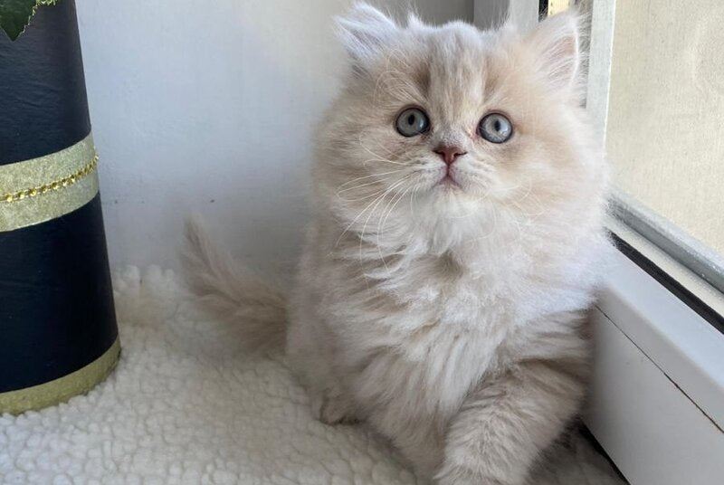 Jenny British Longhair female, lilac golden shaded