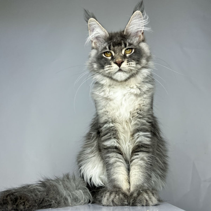 Bekka Maine Coon female, blue ticked tabby