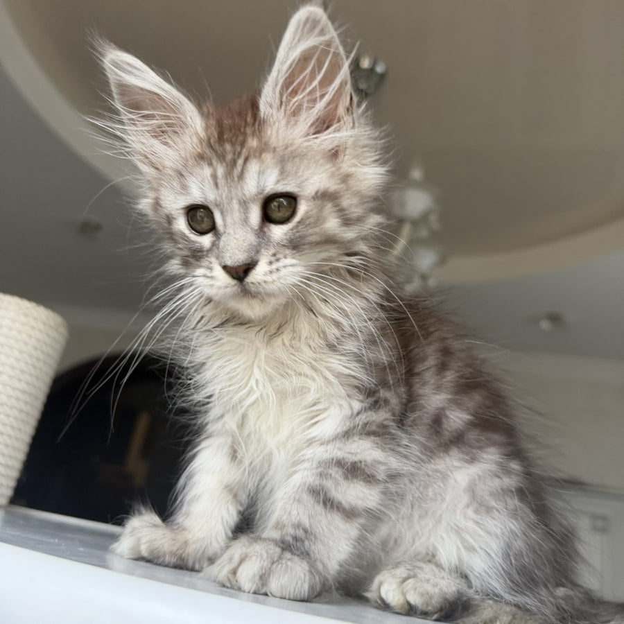 Diodora Maine Coon female, black silver tabby