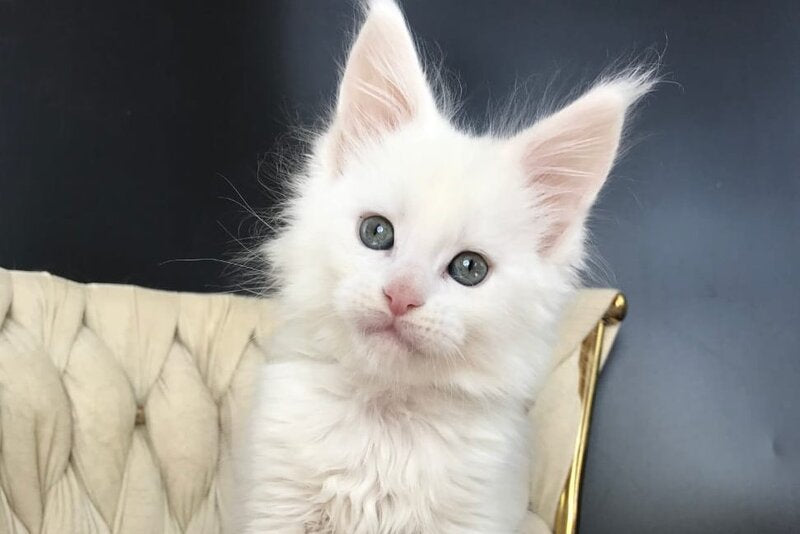 Xanti Maine Coon male, white