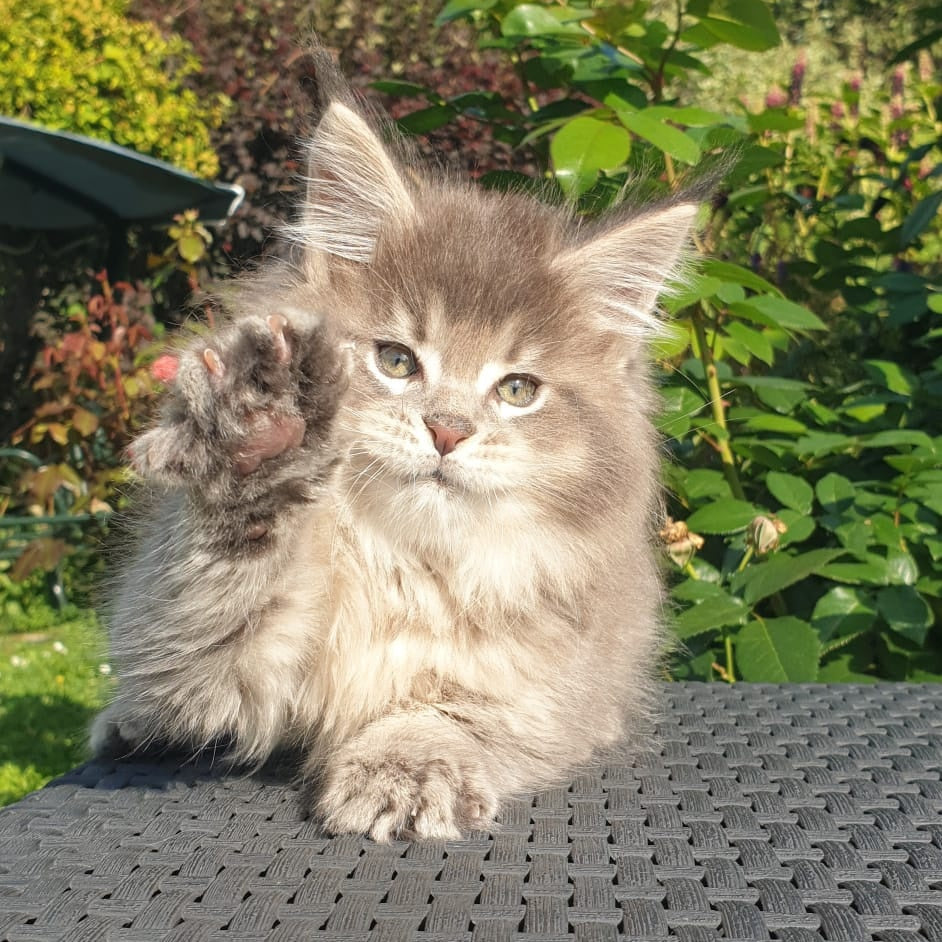 Jeffrey Maine Coon male, blue ticked tabby