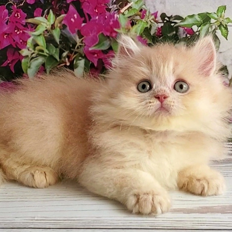 Bounty British Longhair male, lilac golden chinchilla