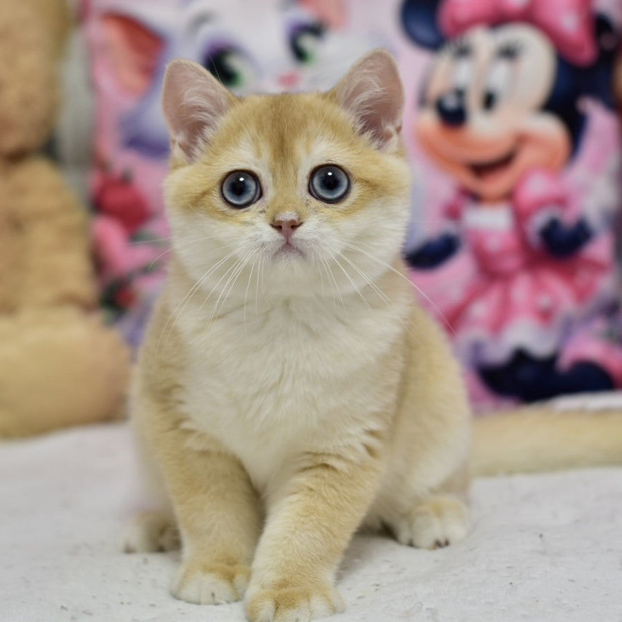 Ferrero British Shorthair male, black golden shaded