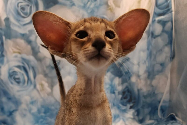 Pollyanna Oriental Shorthair female black tortie spotted tabby - live animals