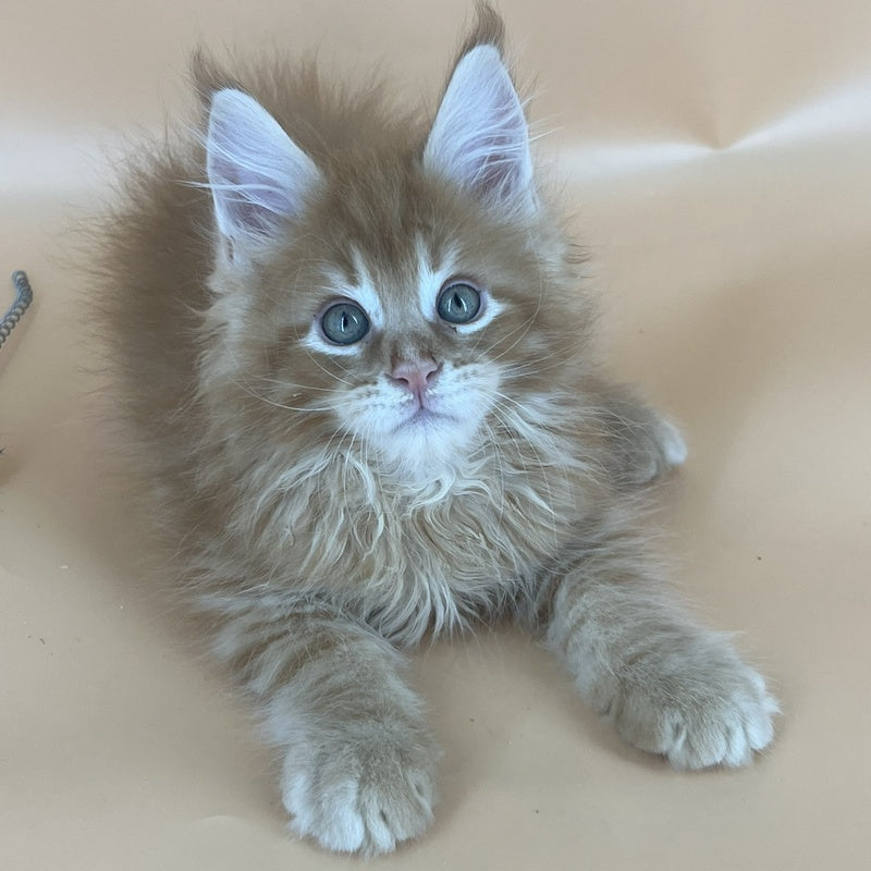 Brian Maine Coon male, red tabby