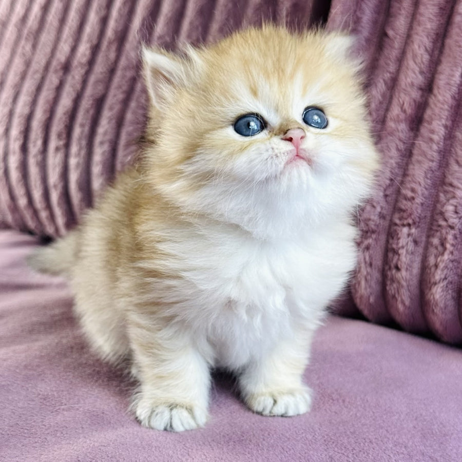 Jasmine British Longhair female, black golden spotted tabby