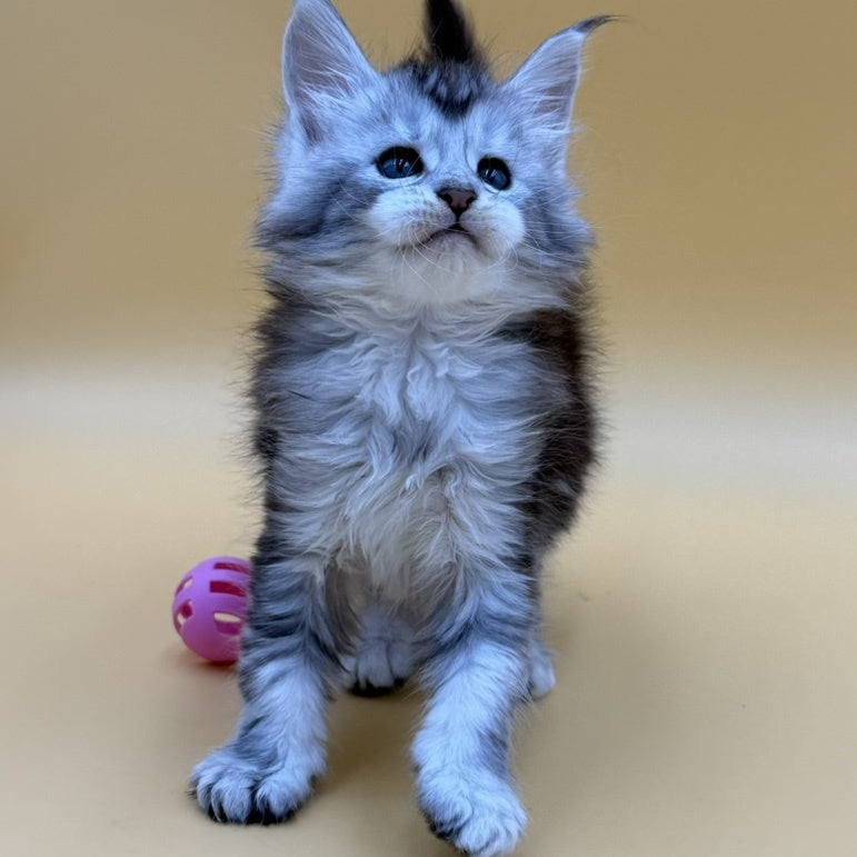 Hofi Maine Coon male, black silver ticked tabby