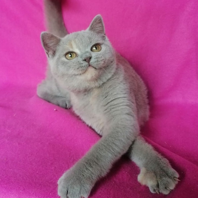 Leona British Shorthair female, lilac tortie