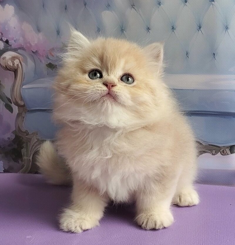 Plush British Longhair male blue golden chinchilla - live animals
