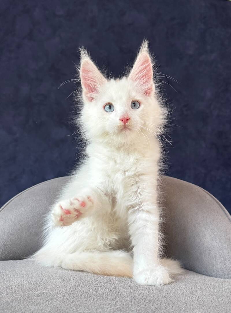 Gar Gar Maine Coon male, red silver with white