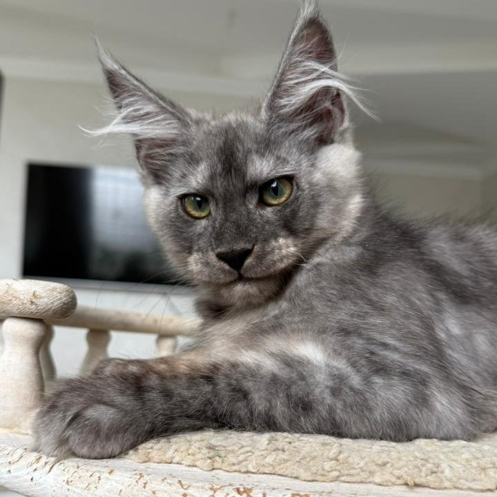 Kupidon Maine Coon male, black silver with white
