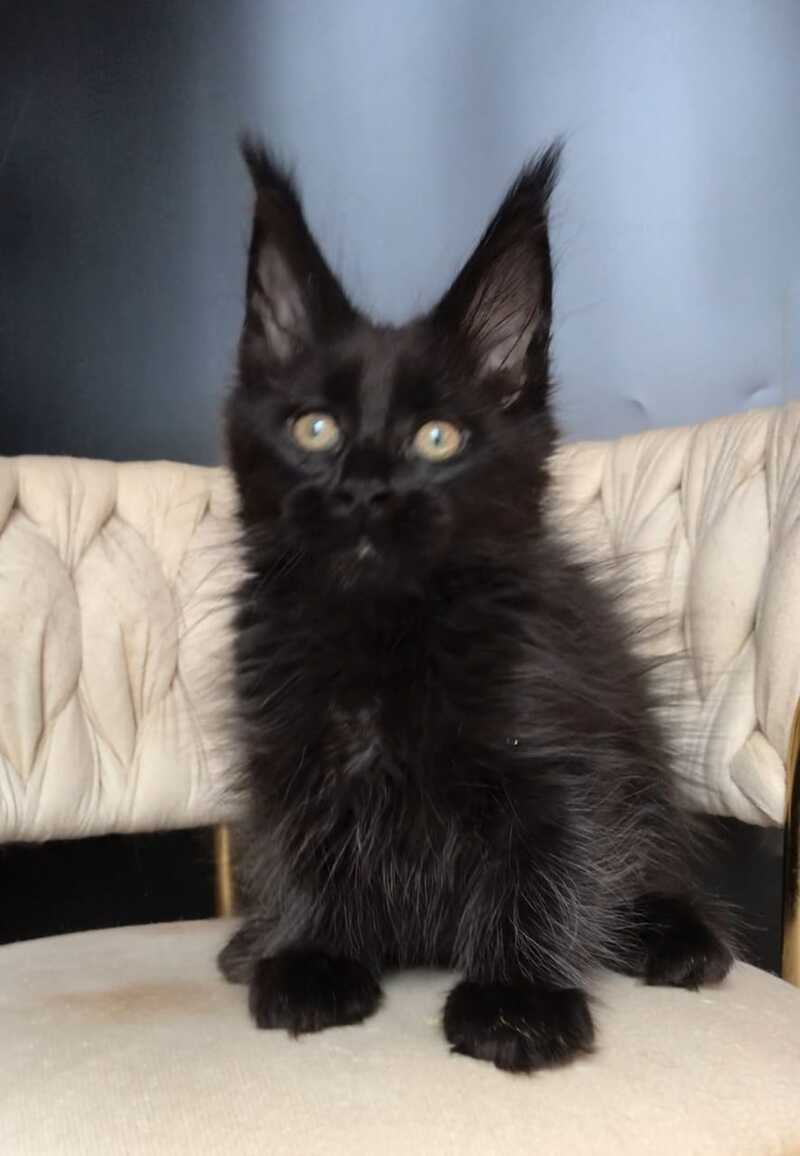 Vlastelina Maine Coon female black - live animals