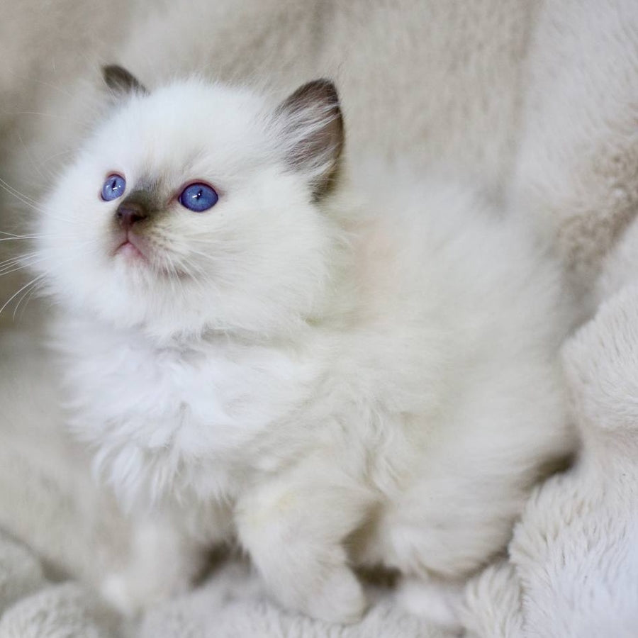Kimi Ragdoll male, black mitted