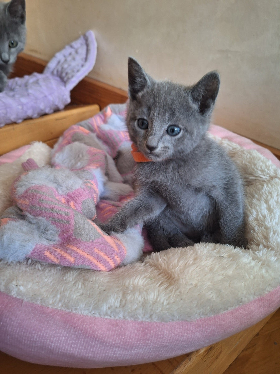 Kristall Russian Blue male blue - live animals