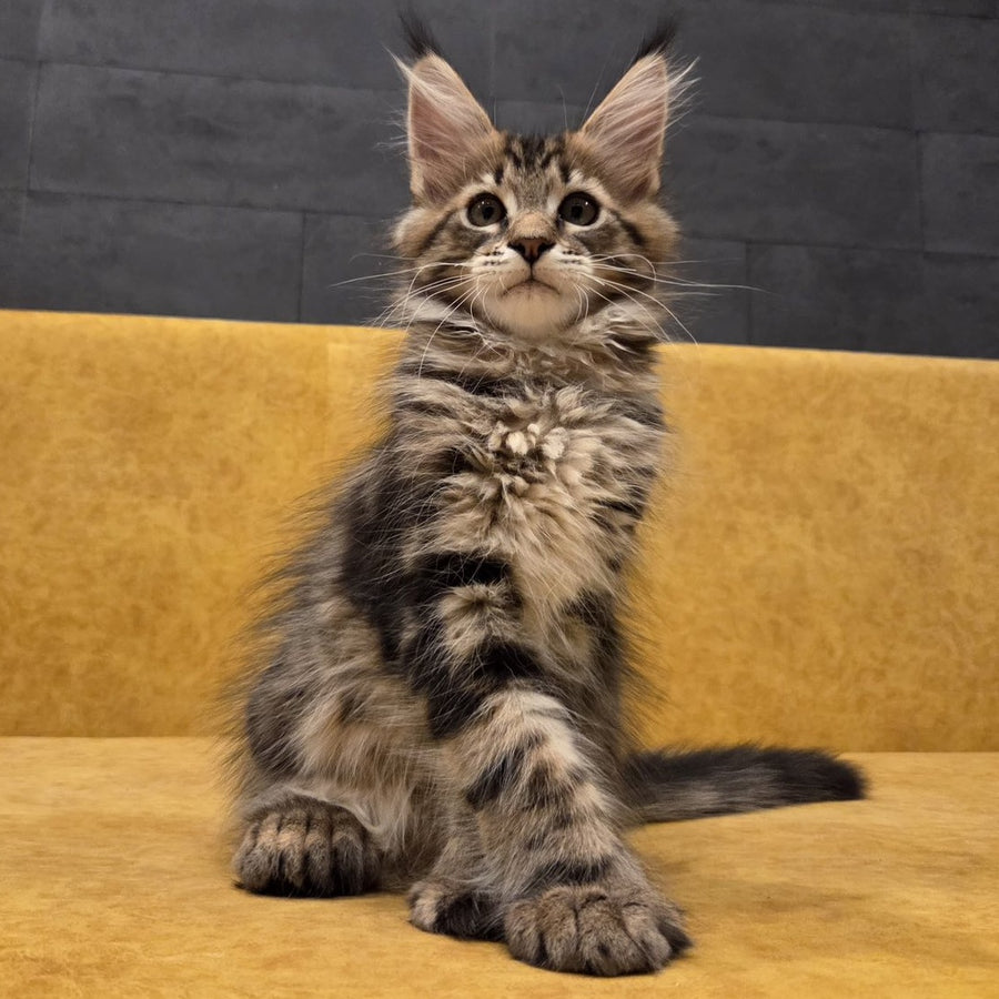 Rostislav Maine Coon polydactyl 6x6x6x6 male, black tabby