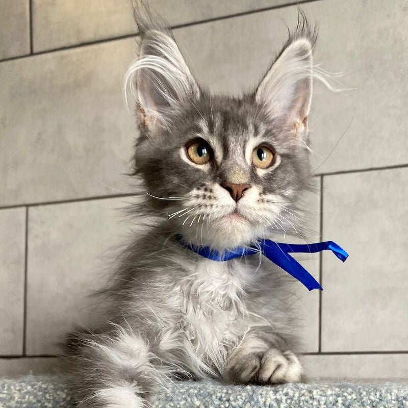 Ussuriysk Maine Coon male, blue silver tabby