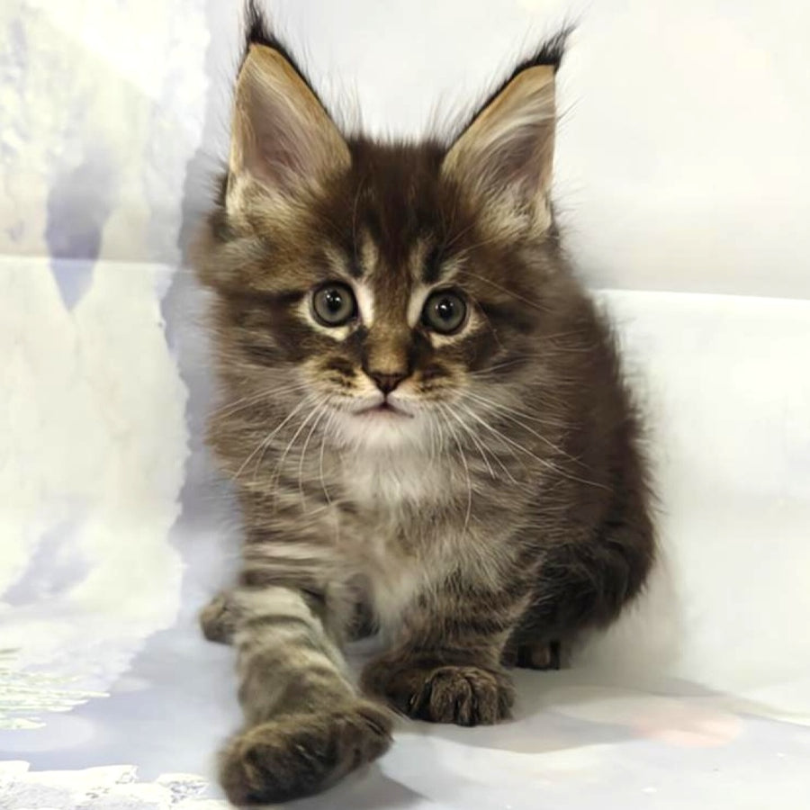 Manhattan Maine Coon polydactyl 6x6x6x6 male, black tabby