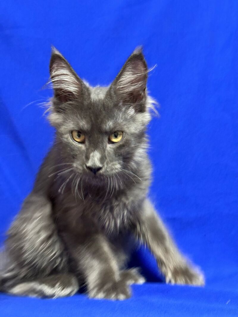 Betty Maine Coon female, blue with white