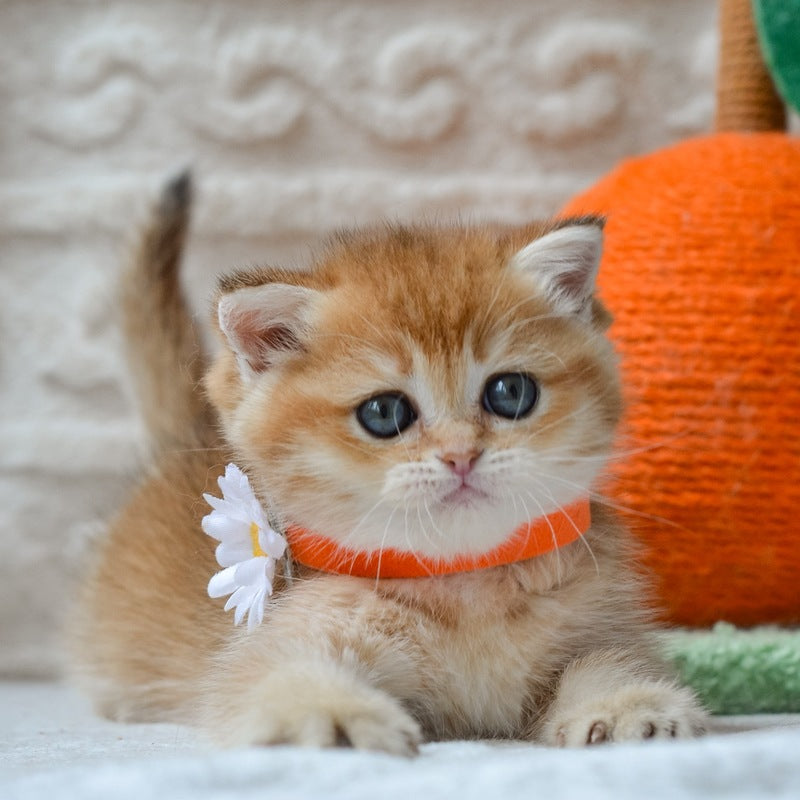 Claire British Shorthair female black golden shaded - live animals
