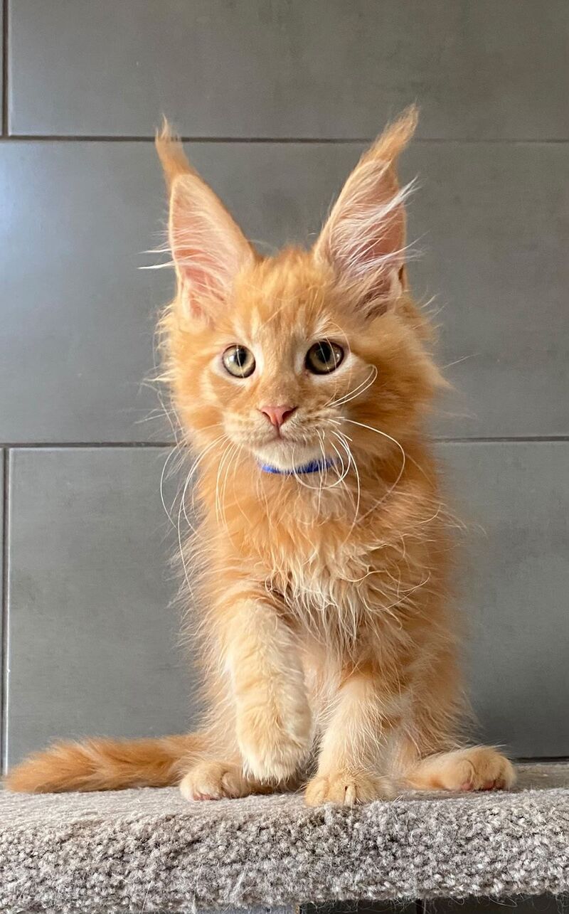 Winnipeg Maine Coon male, red tabby