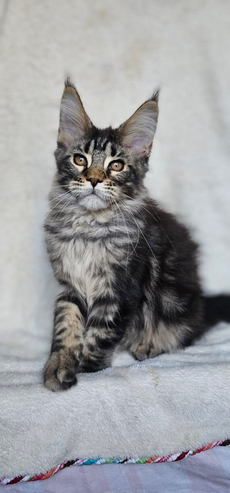 Paprika Maine Coon female black tabby live animals