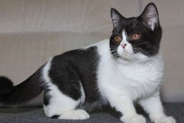 Xloya British Shorthair female black bicolour - live animals