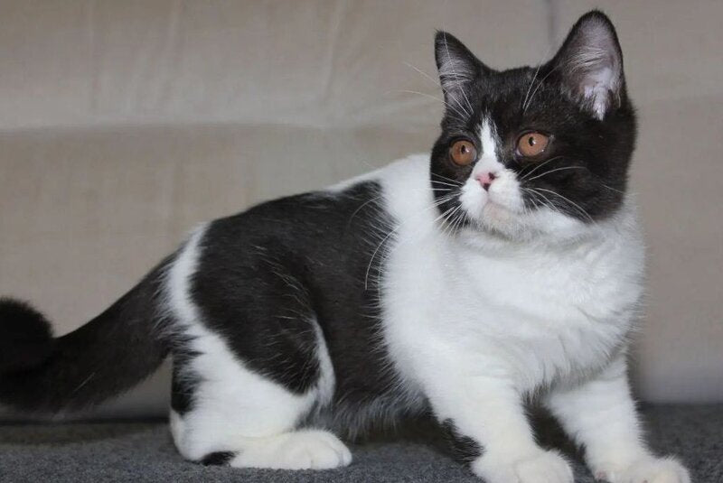 Xloya British Shorthair female black bicolour - live animals