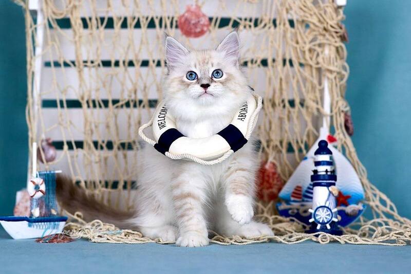 Don Juan Siberian male black silver with white tabby pointed - live animals