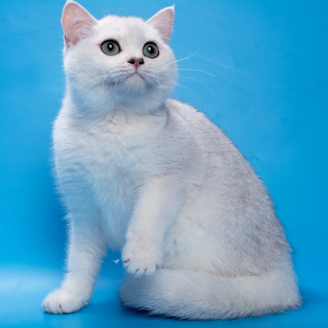 Fandi British Shorthair female, black silver shaded