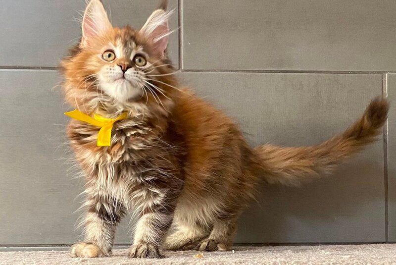 Western star Maine Coon female, black tortie tabby