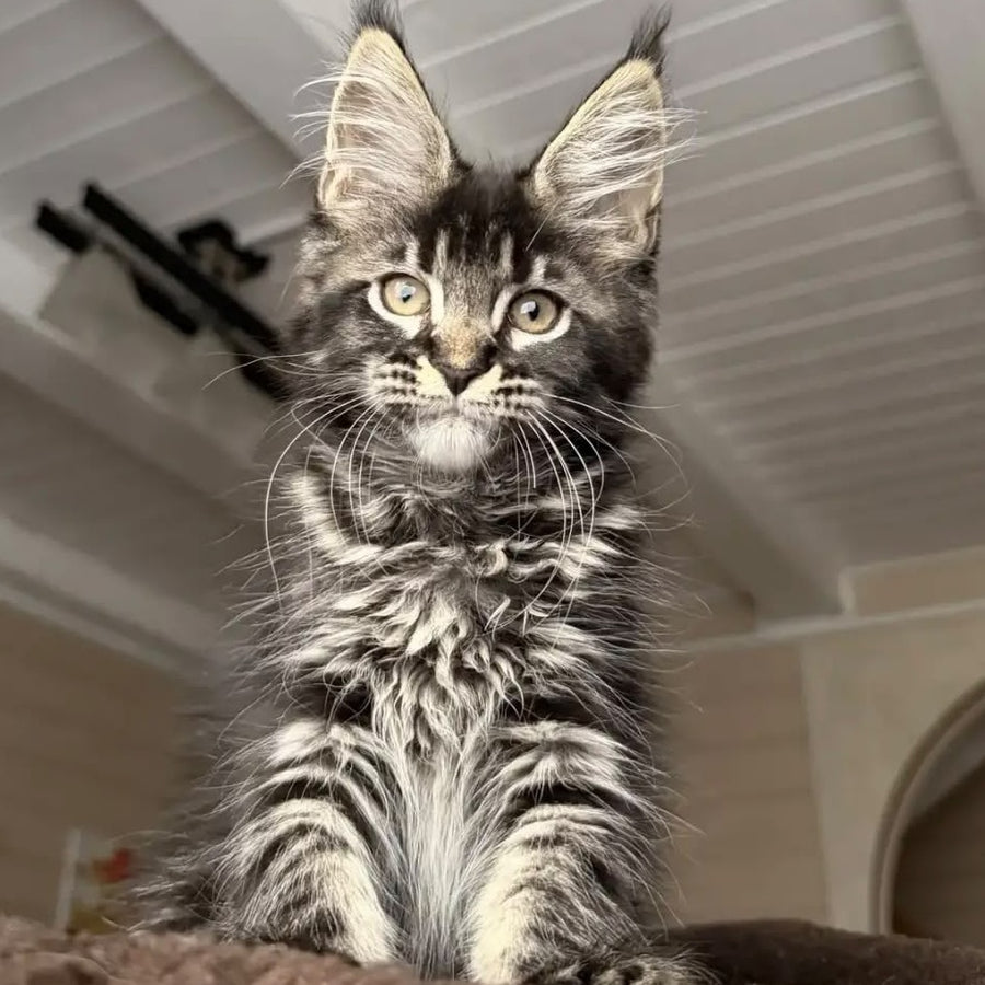 Chilli Maine Coon female, black tabby