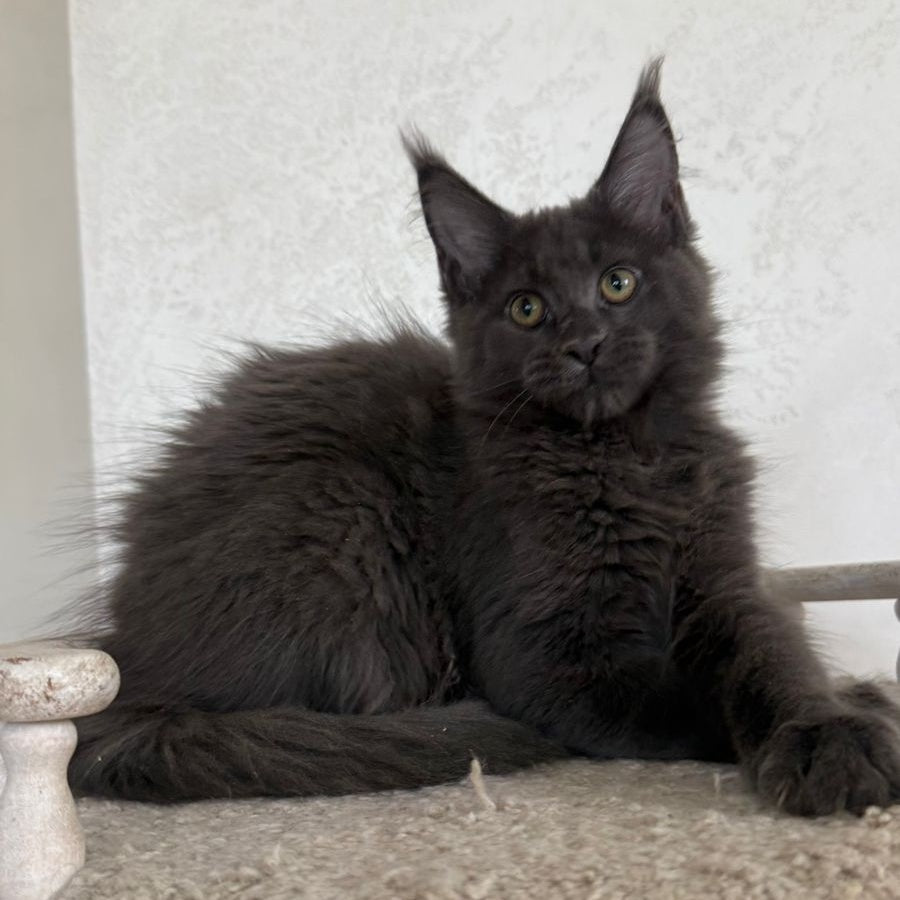 Jina Maine Coon female, blue silver with white