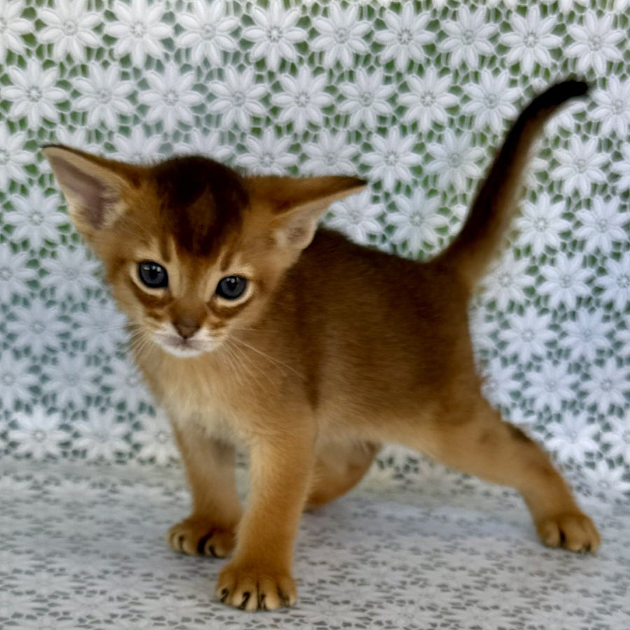Halif Abyssinian male, ruddy