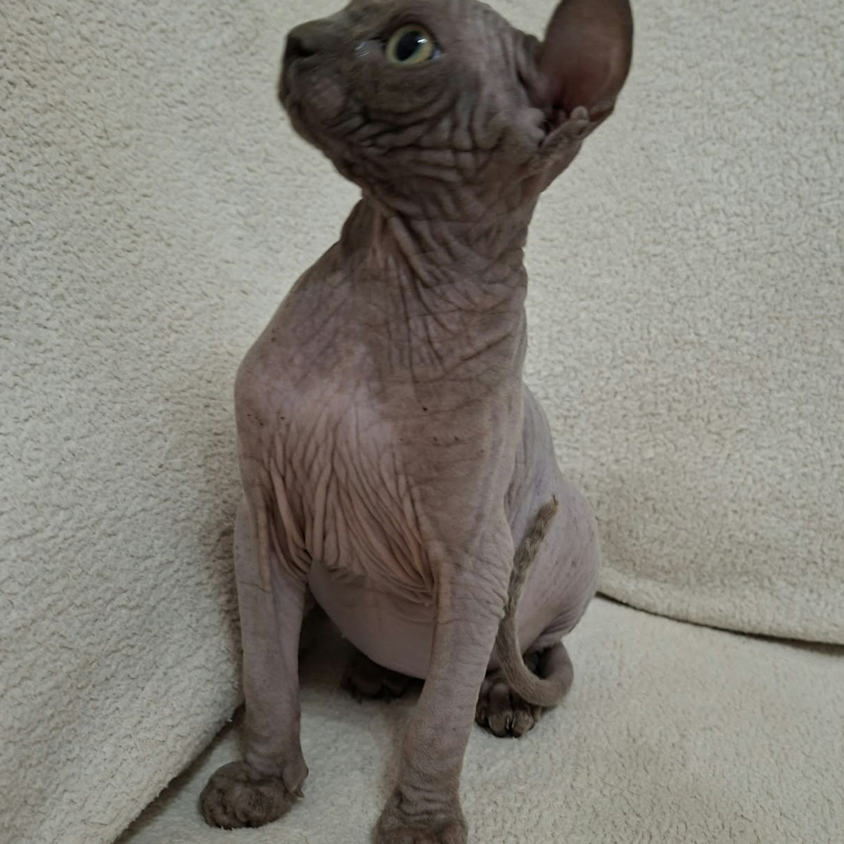 Stif Elf male, blue with white