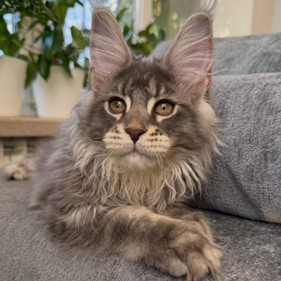 Courvosier Maine Coon male, blue silver ticked tabby