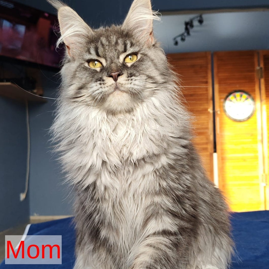Rachel Maine Coon female, black silver tabby
