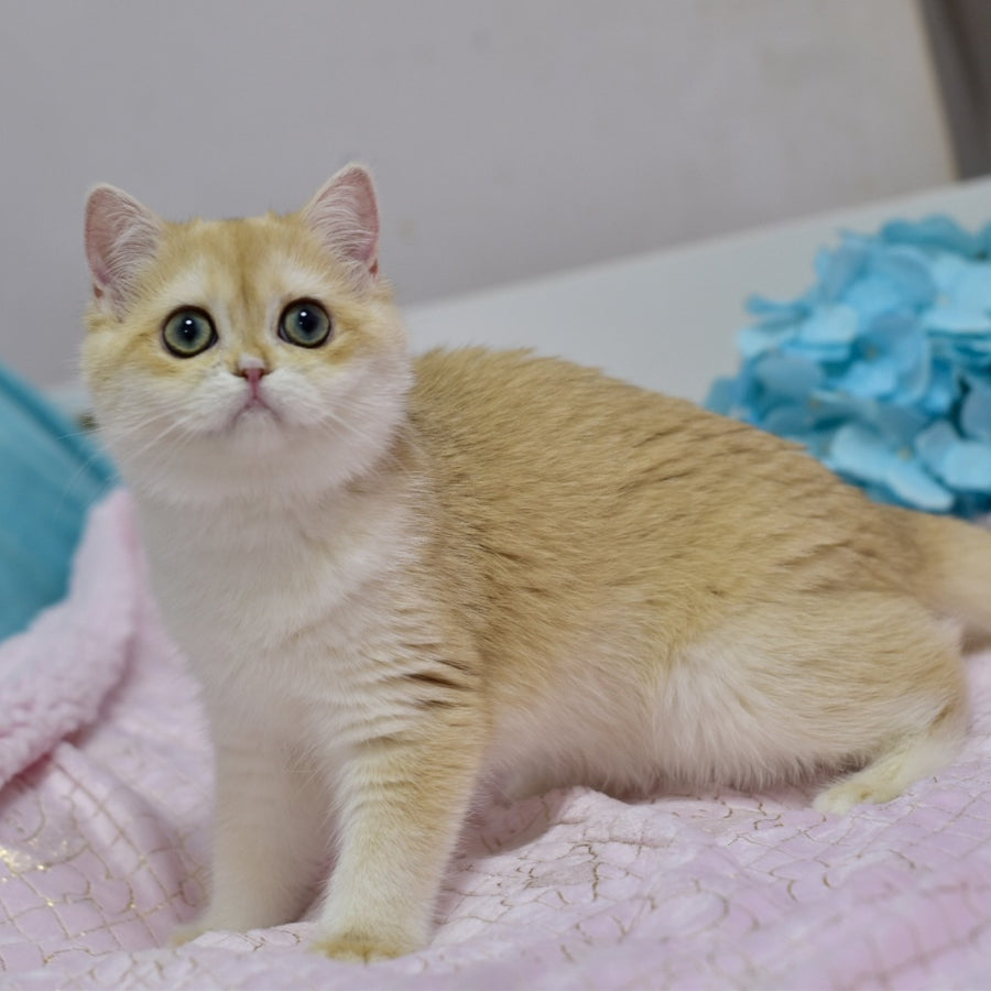 Chloe British Shorthair female, black golden chinchilla with white