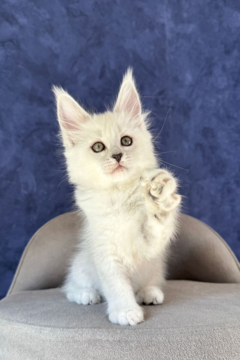 Zabawa Maine Coon female black silver shaded - live animals