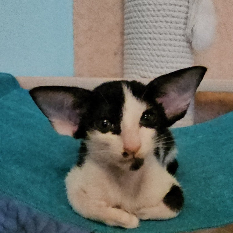 Sindy Oriental Shorthair female, black bicolour
