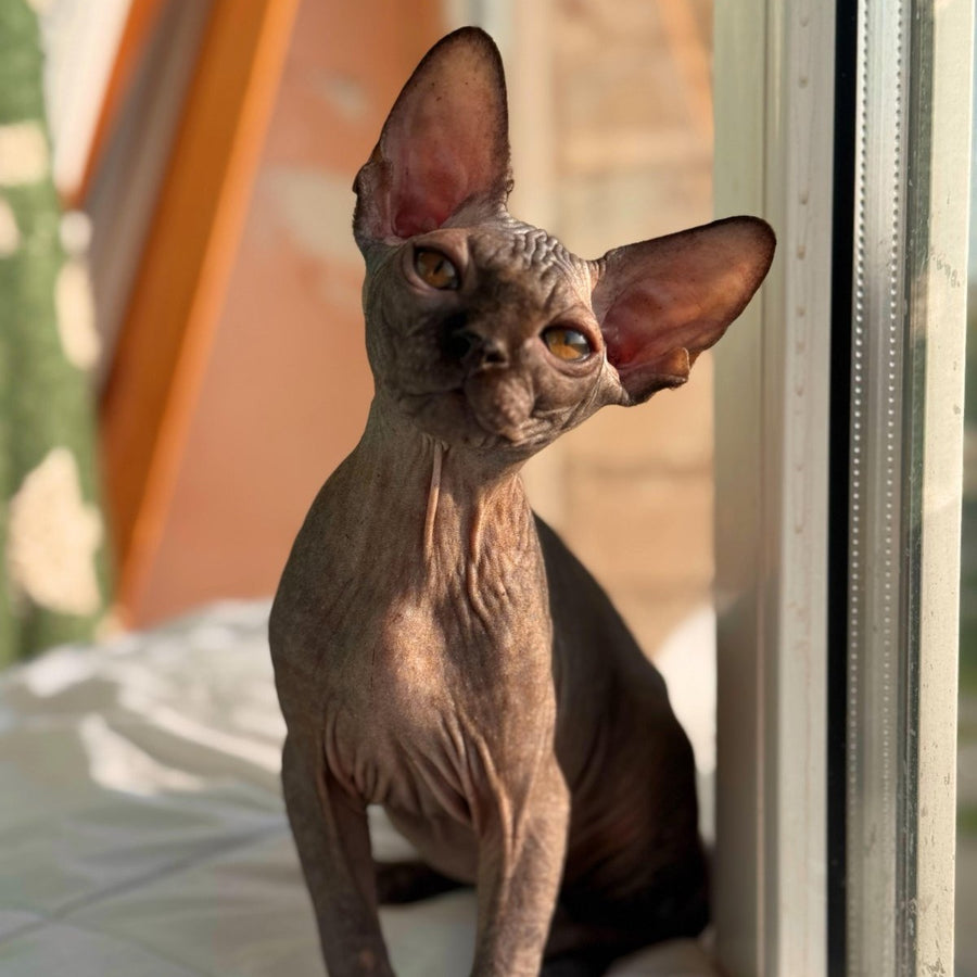 Elvis Canadian Sphynx male, black