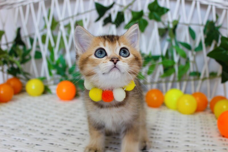 Indigo British Shorthair male, black golden ticked tabby
