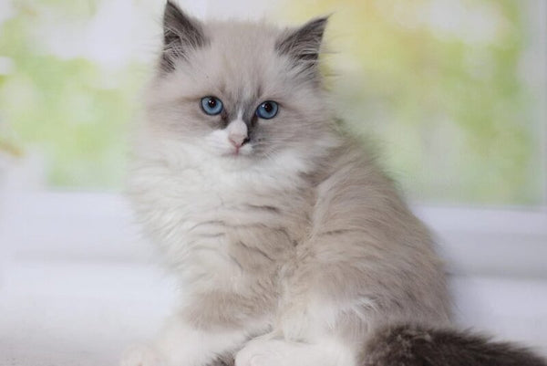 Nekole Siberian female blue pointed bicolour - live animals