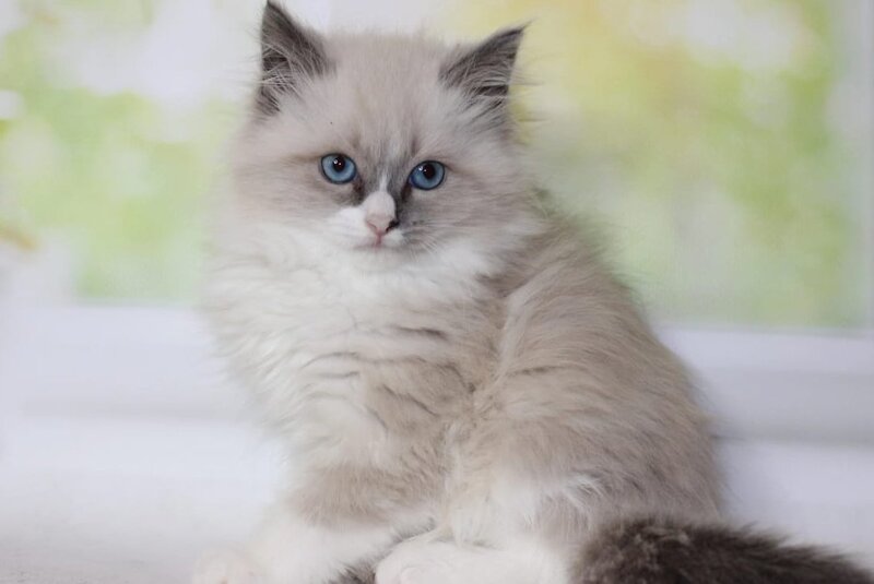 Nekole Siberian female blue pointed bicolour - live animals