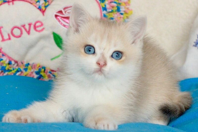 Venus British Shorthair male, blue golden chinchilla