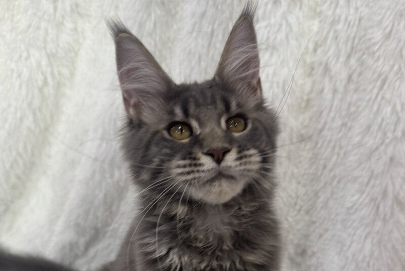 Foxy Maine Coon female, blue tabby