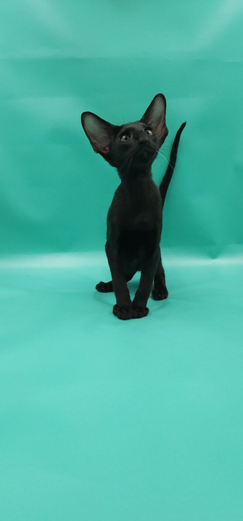 Romeo Oriental Shorthair male, black